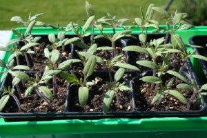 Tomatenpflanzen nach dem Keimen