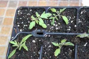 Tomatenpflanzen nach dem Pikieren